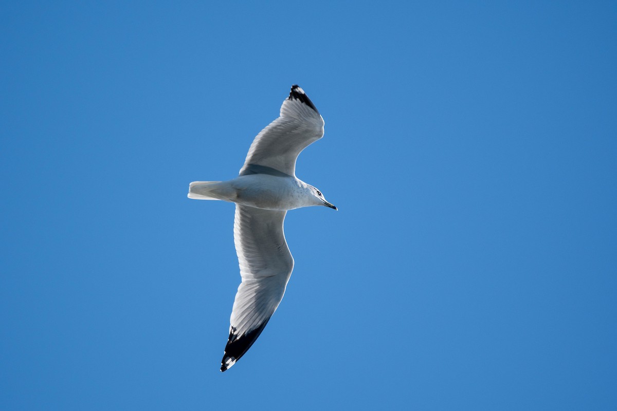 ringnebbmåke - ML646866318