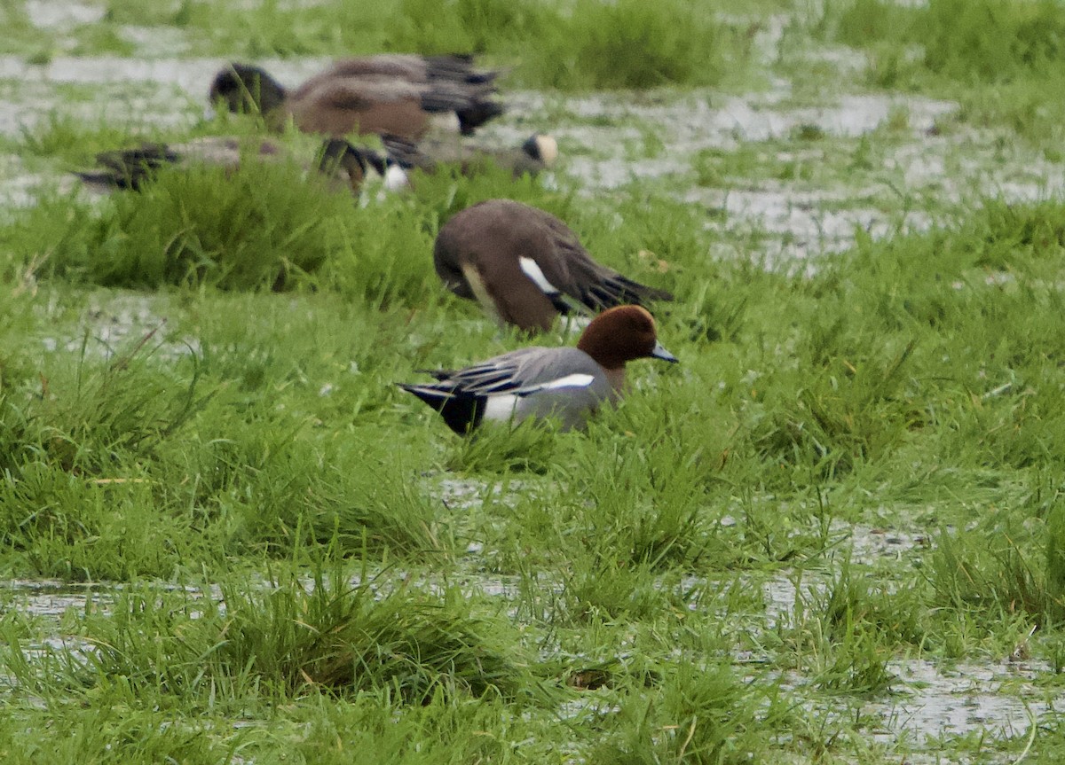 Eurasian Wigeon - ML646866329