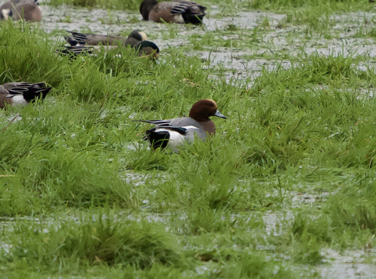 Eurasian Wigeon - ML646866331