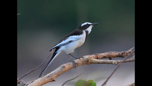 Меконгская трясогузка - ML646866334