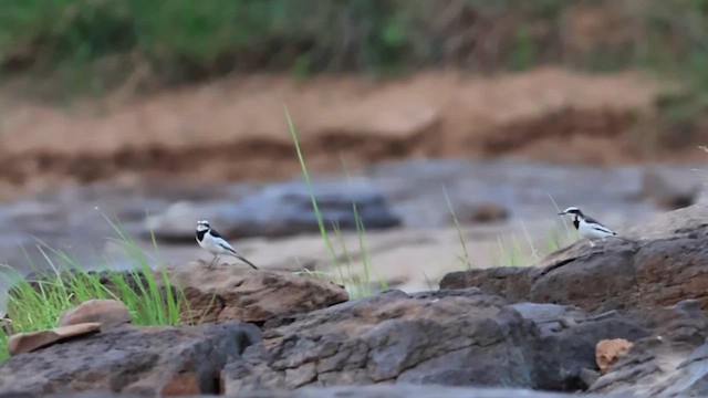 Меконгская трясогузка - ML646866335