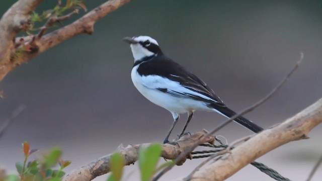 Меконгская трясогузка - ML646866336