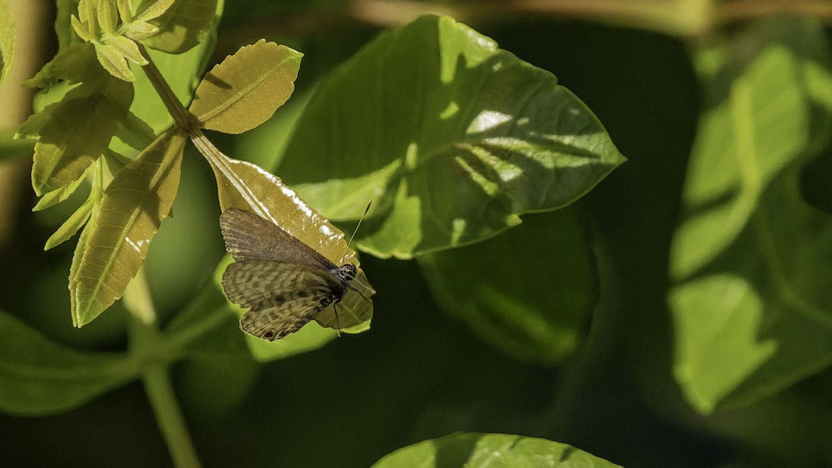 Gris estriada - ML646866337