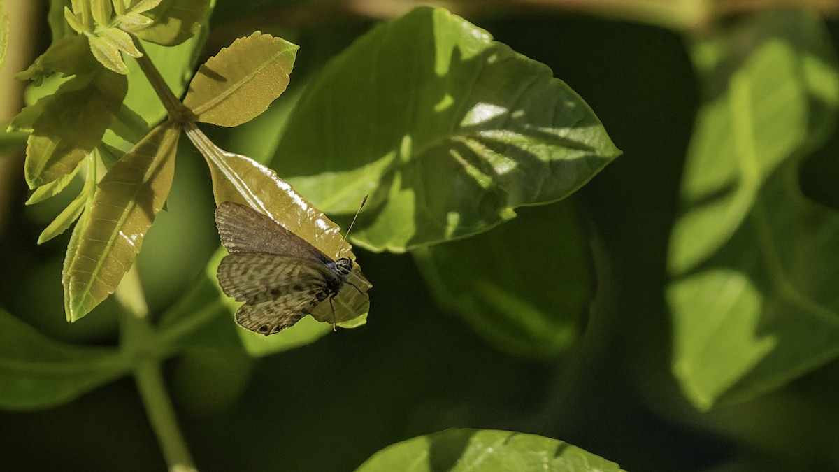 Gris estriada - ML646866338