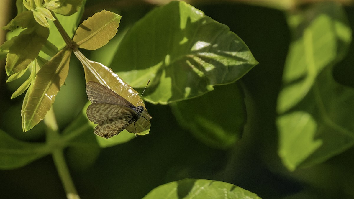 Gris estriada - ML646866339