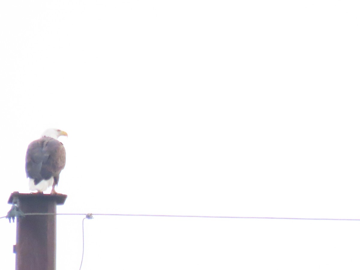 Bald Eagle - ML646866340