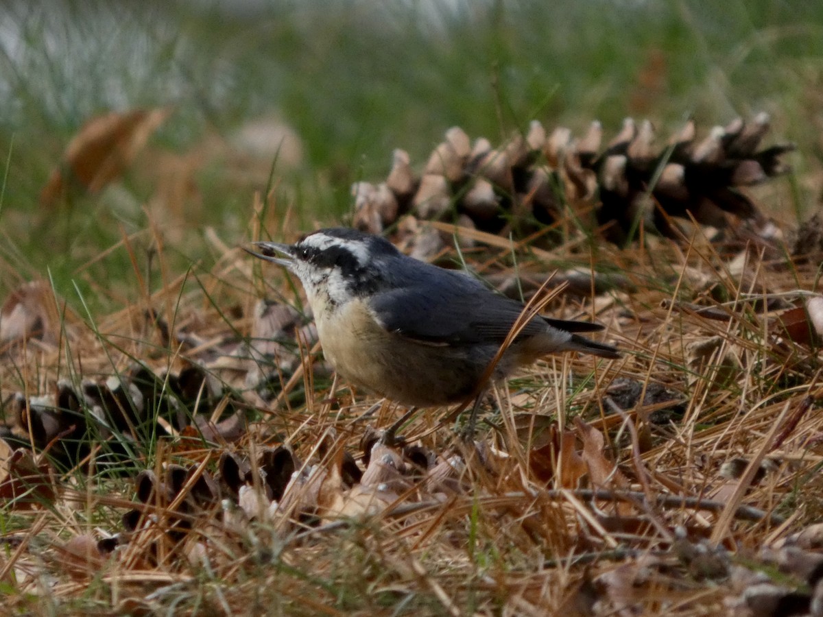 Red-breasted Nuthatch - ML646866342