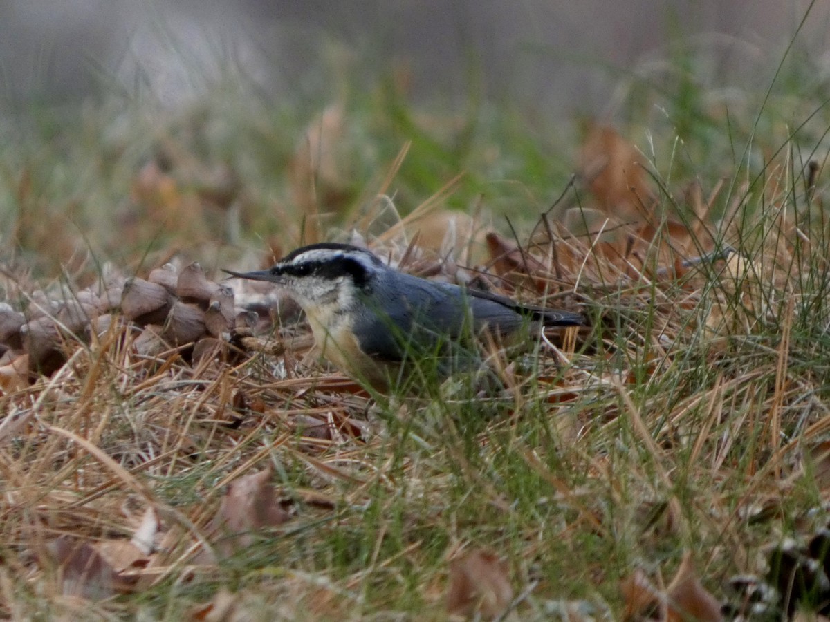 Red-breasted Nuthatch - ML646866343