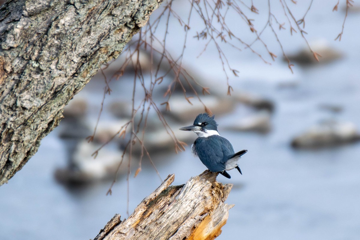 Рибалочка-чубань північний - ML646866344