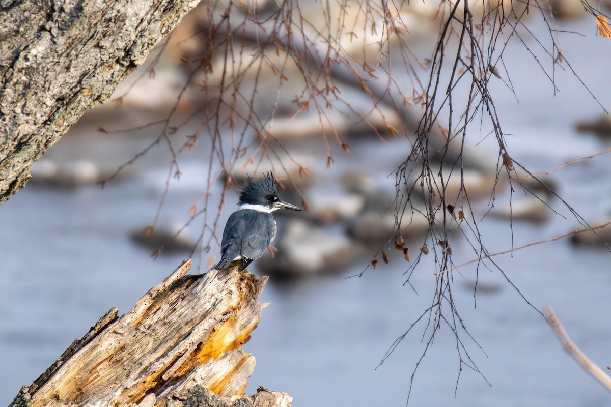Рибалочка-чубань північний - ML646866345