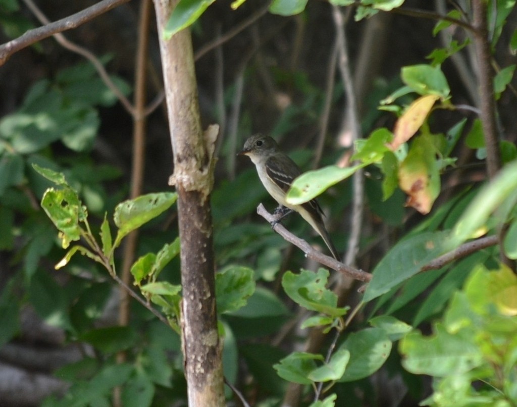 Alder Flycatcher - ML646866348