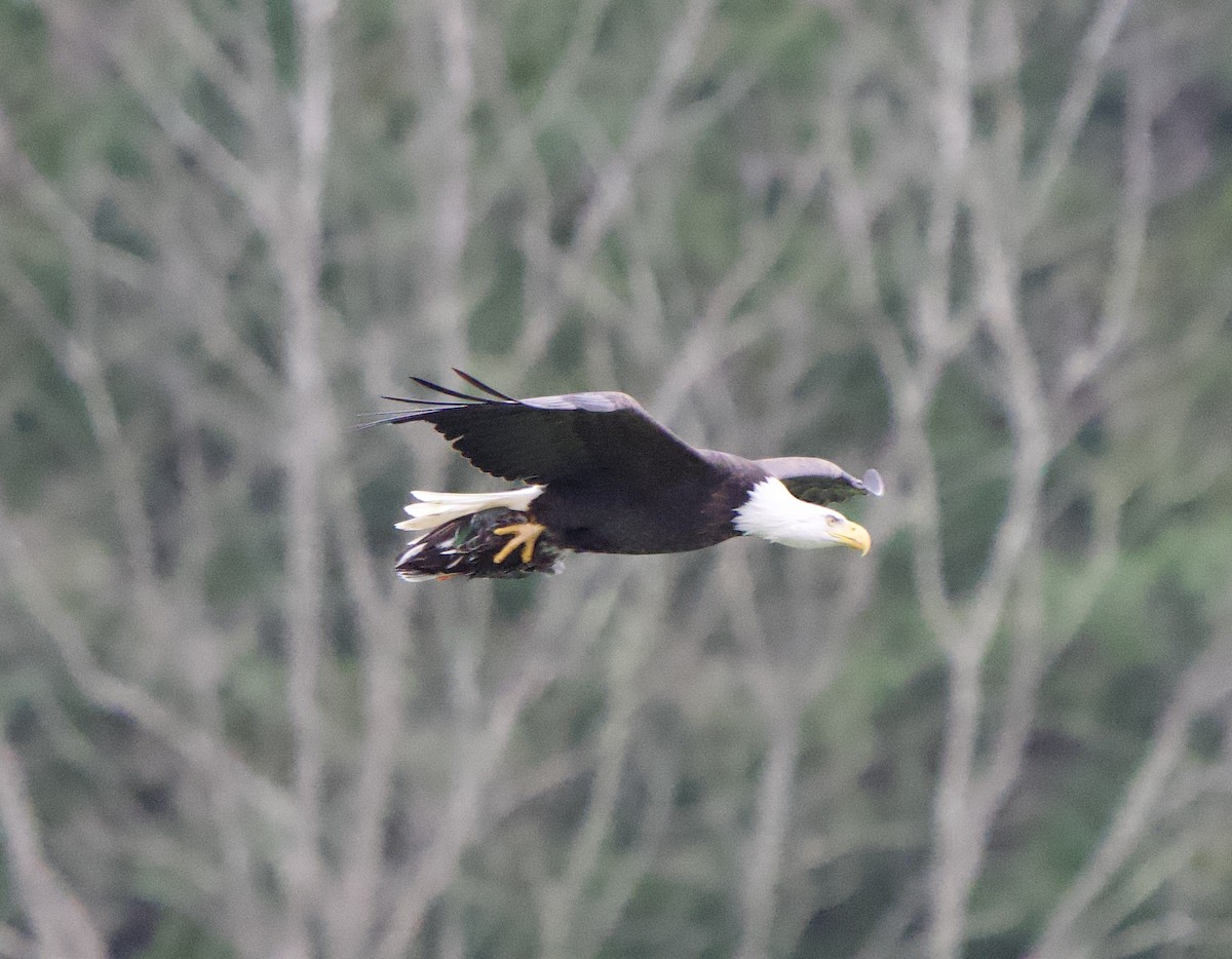 Bald Eagle - ML646866349