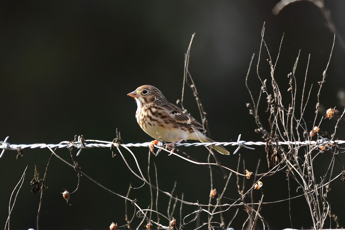 Вечерняя овсянка - ML646866350