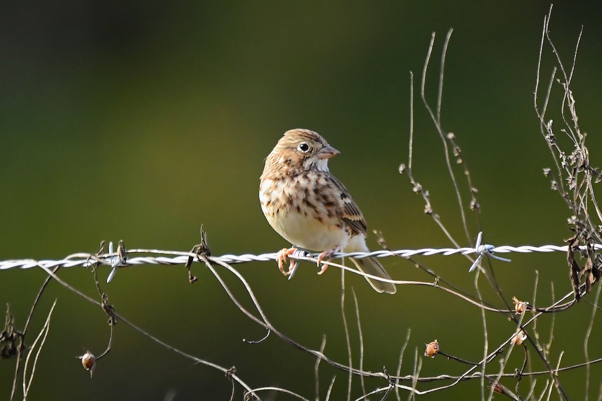 Вечерняя овсянка - ML646866351