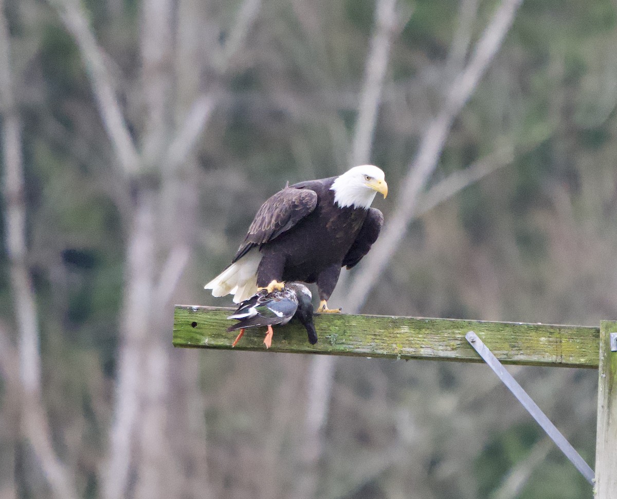Bald Eagle - ML646866352