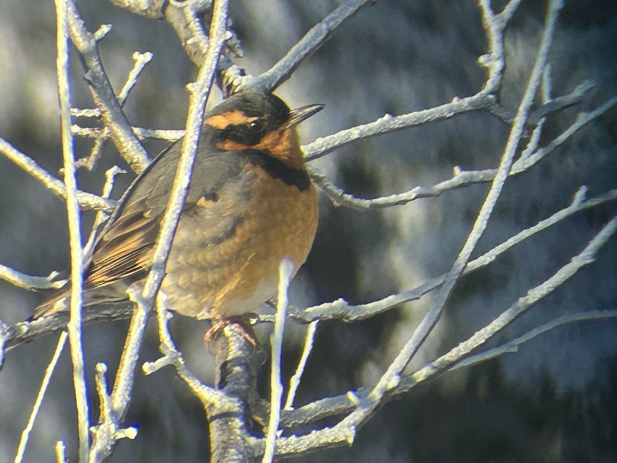 Varied Thrush - ML646866354