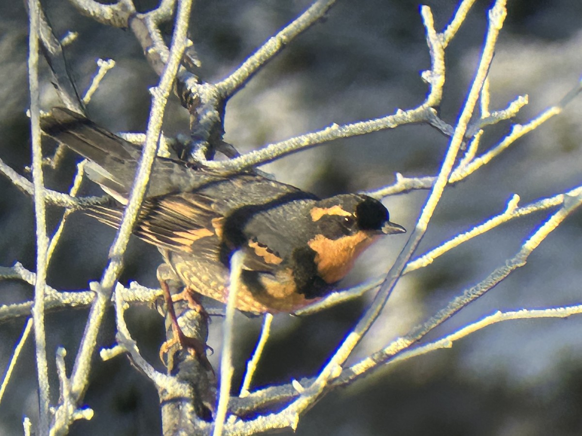 Varied Thrush - ML646866355