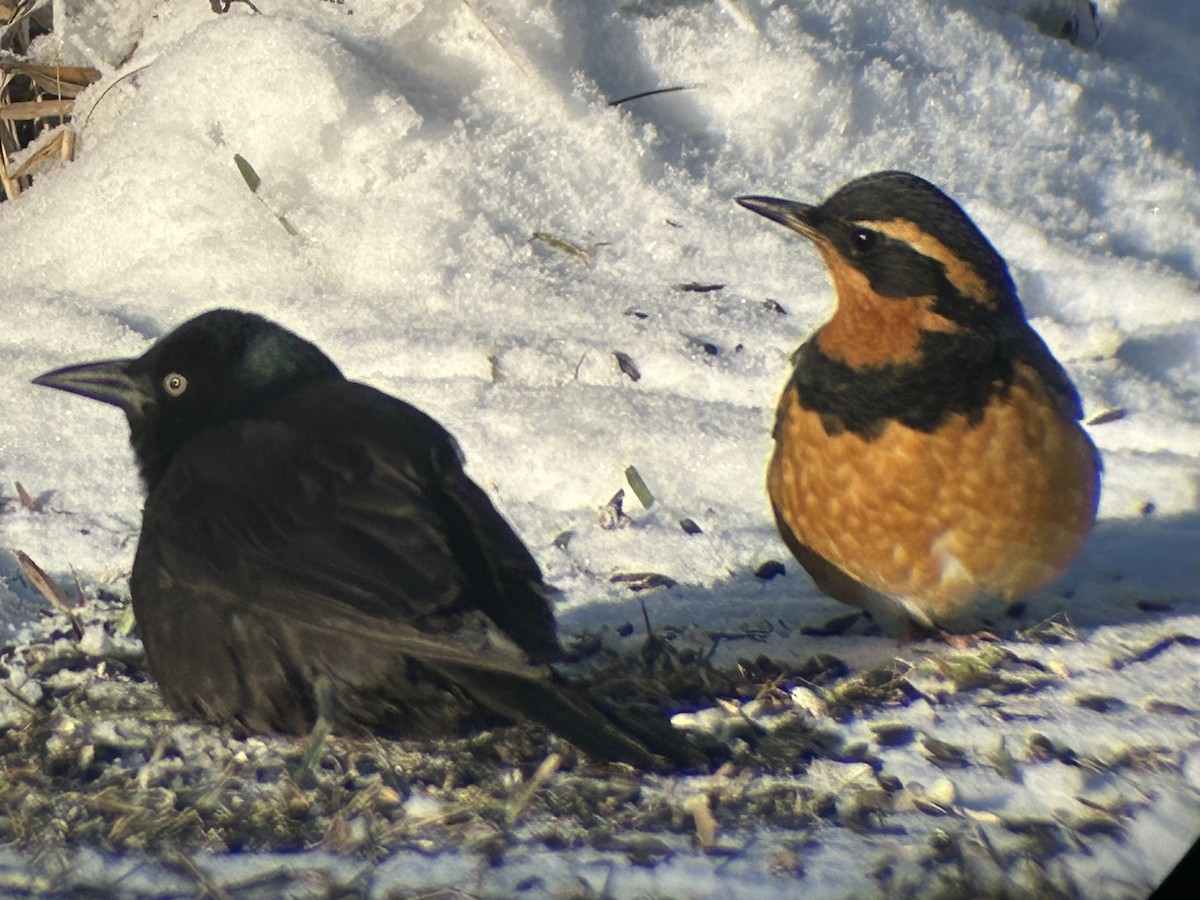 Varied Thrush - ML646866356