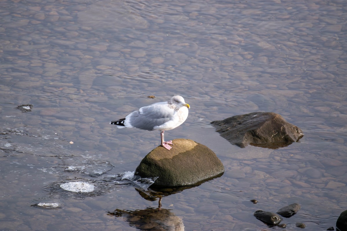 Мартин американський - ML646866357