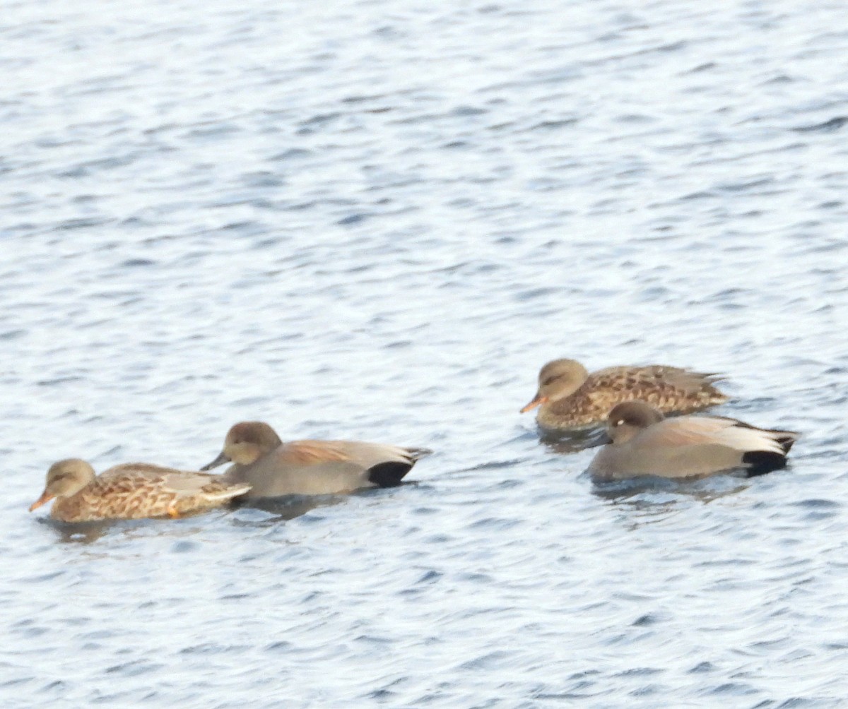 Gadwall - ML646866359