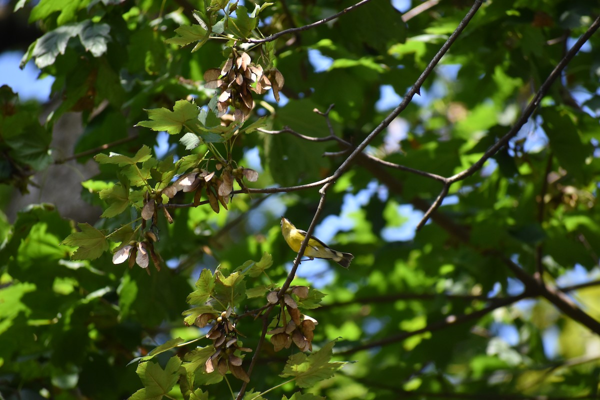 Magnolia Warbler - ML646866361