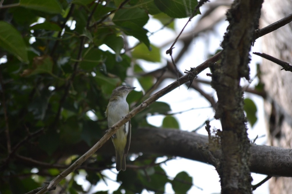 Red-eyed Vireo - ML646866362