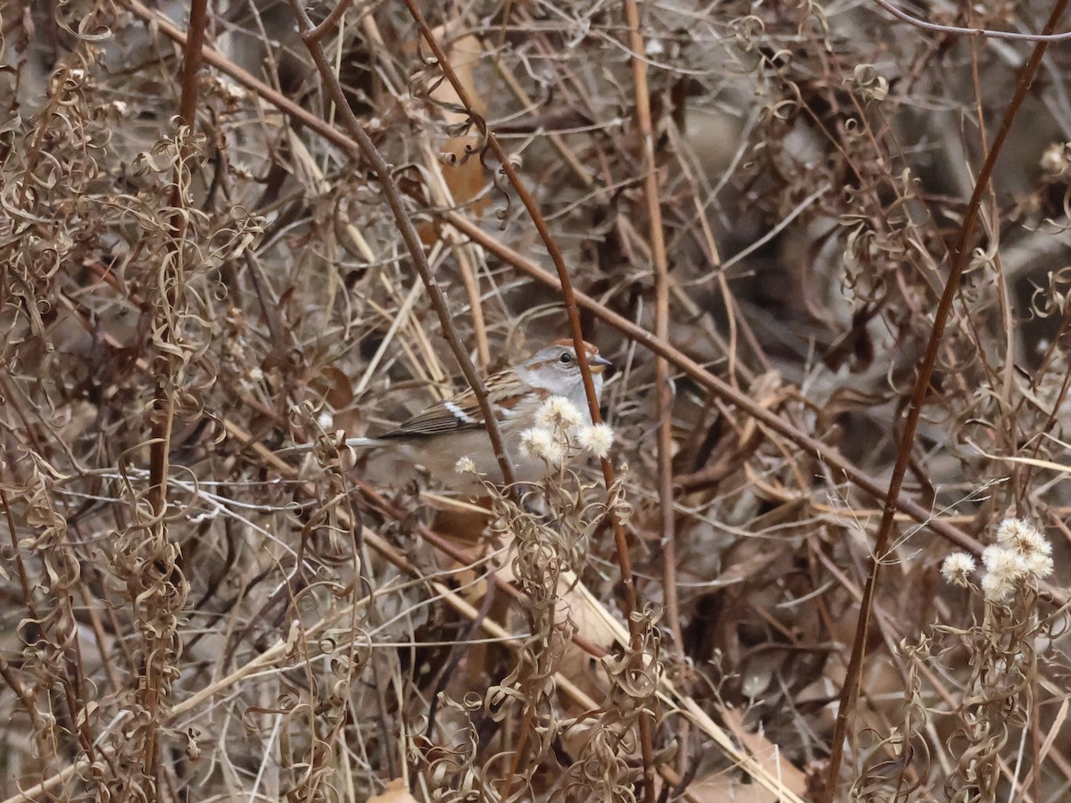 American Tree Sparrow - ML646866365