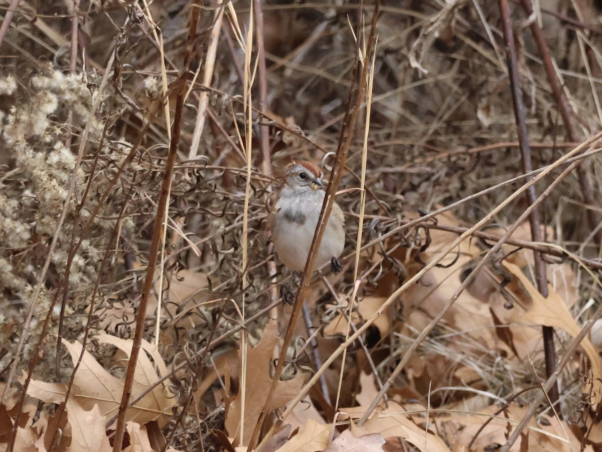 American Tree Sparrow - ML646866366