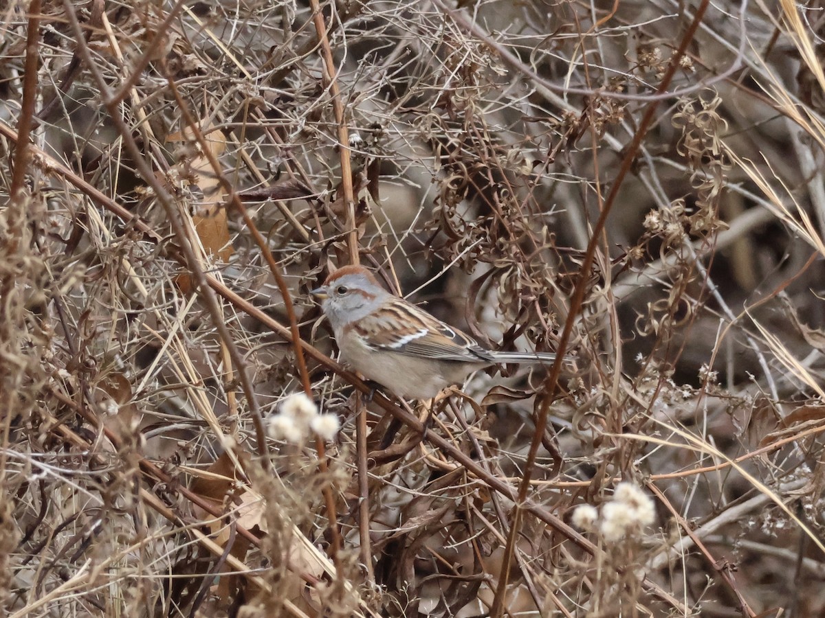 American Tree Sparrow - ML646866367