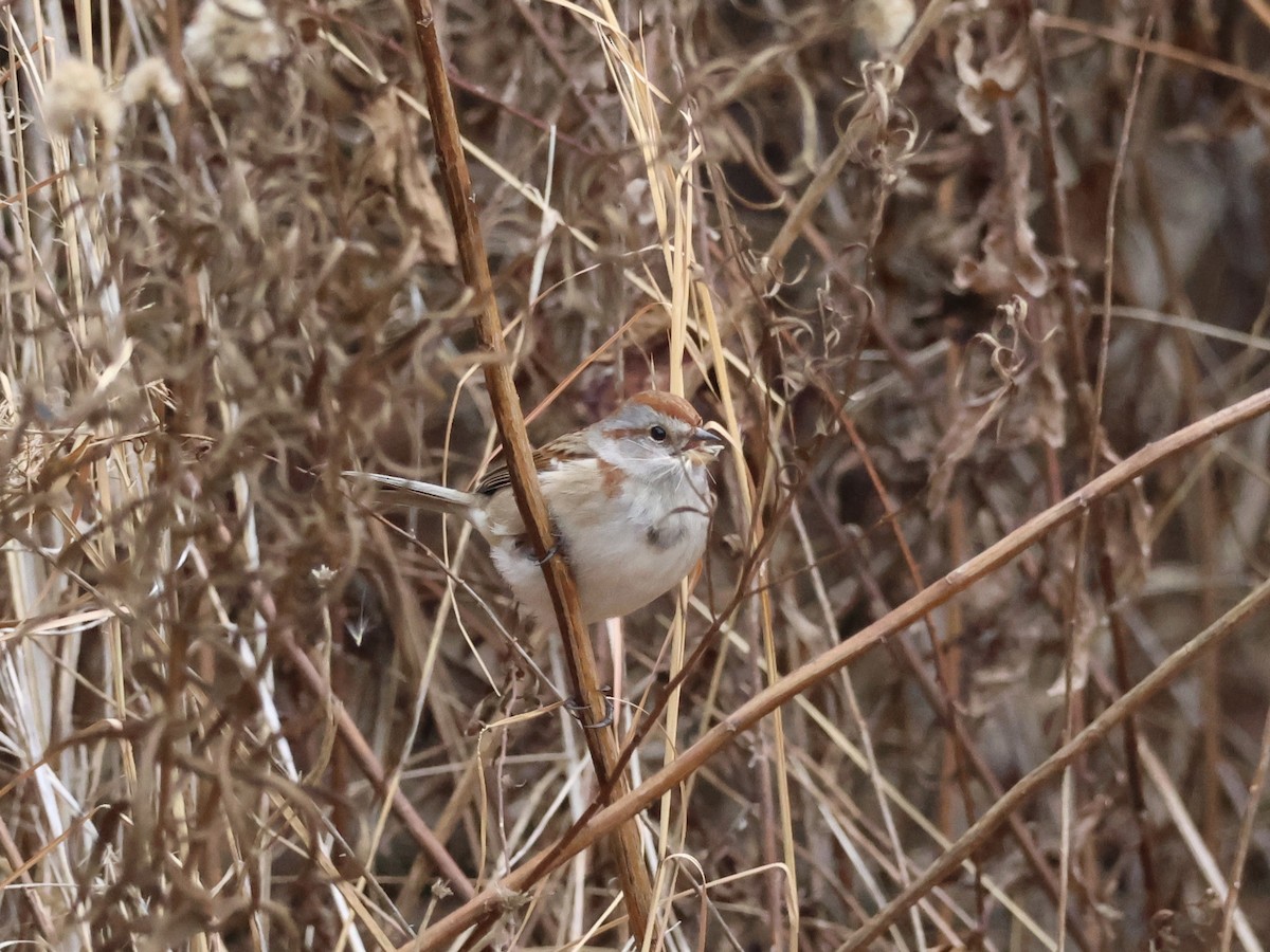 American Tree Sparrow - ML646866368