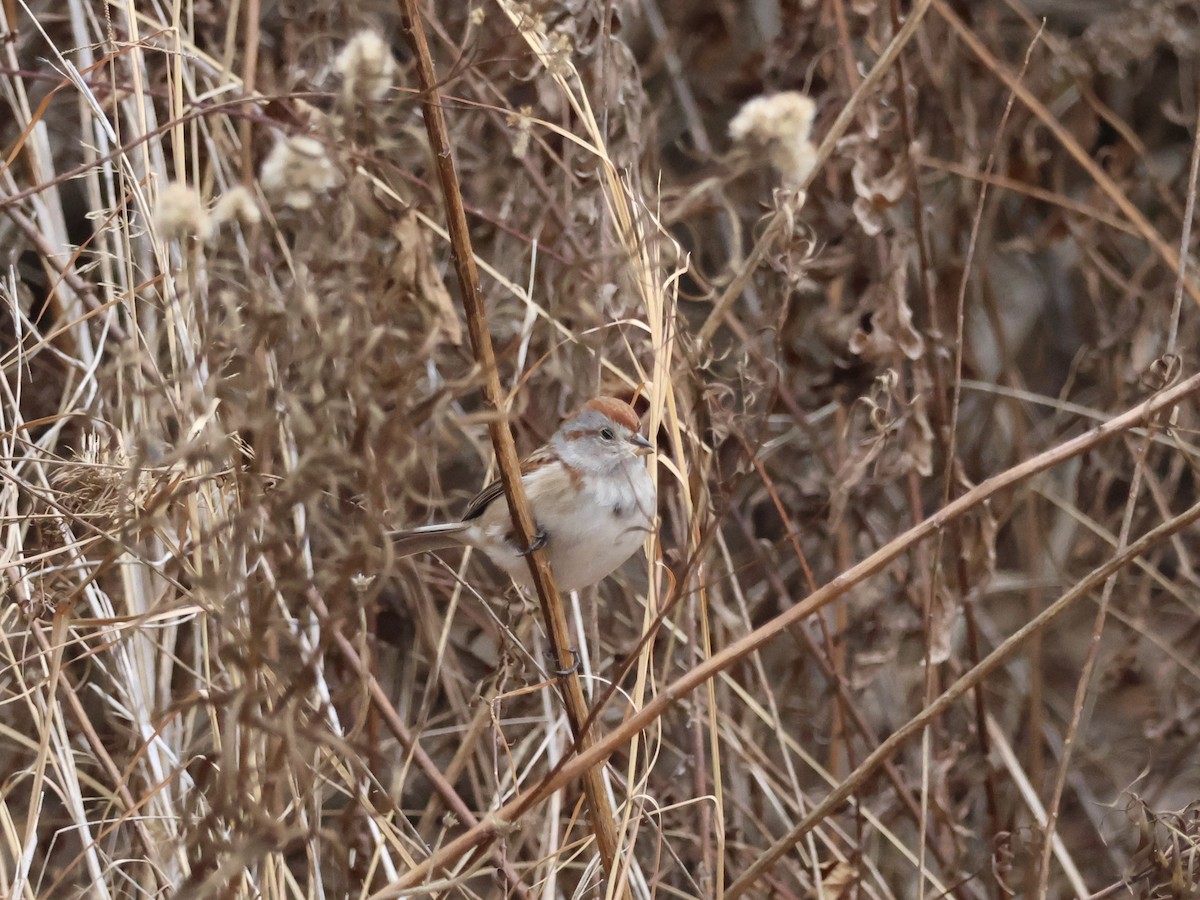 American Tree Sparrow - ML646866369