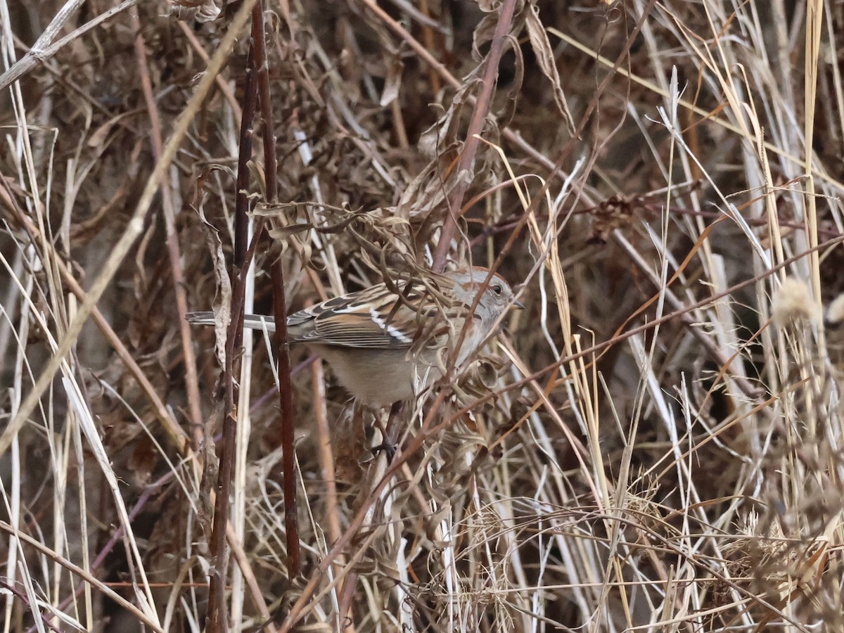 American Tree Sparrow - ML646866370