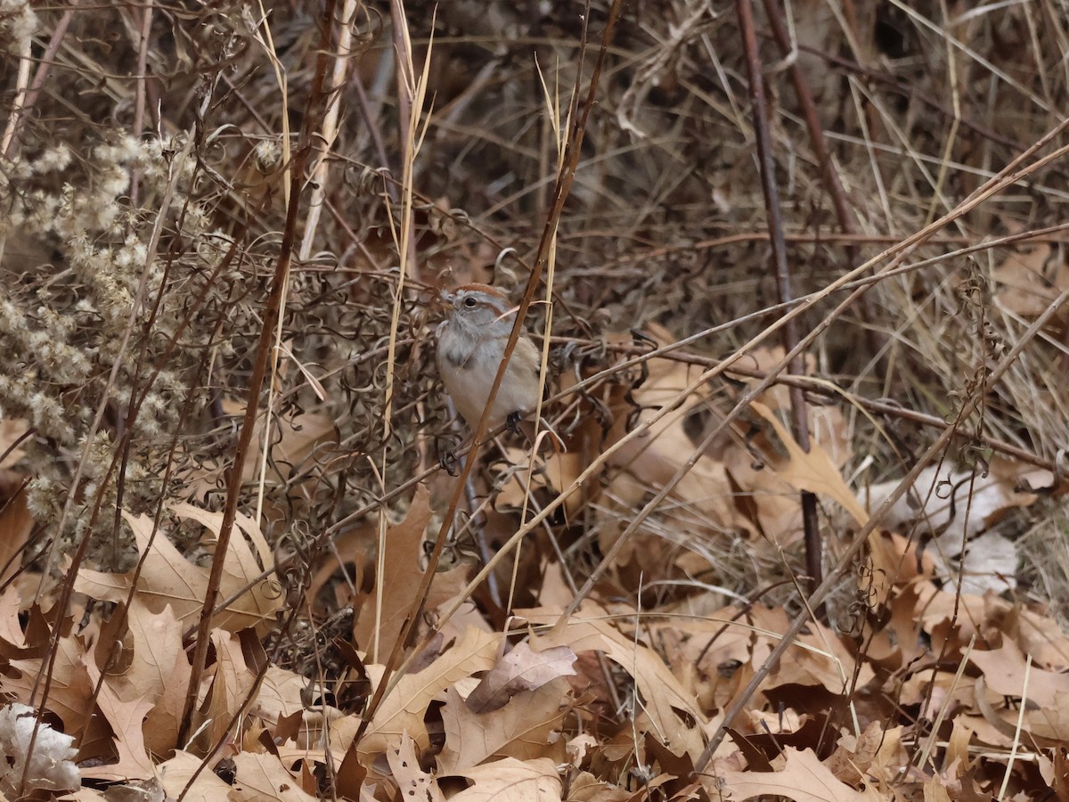American Tree Sparrow - ML646866371