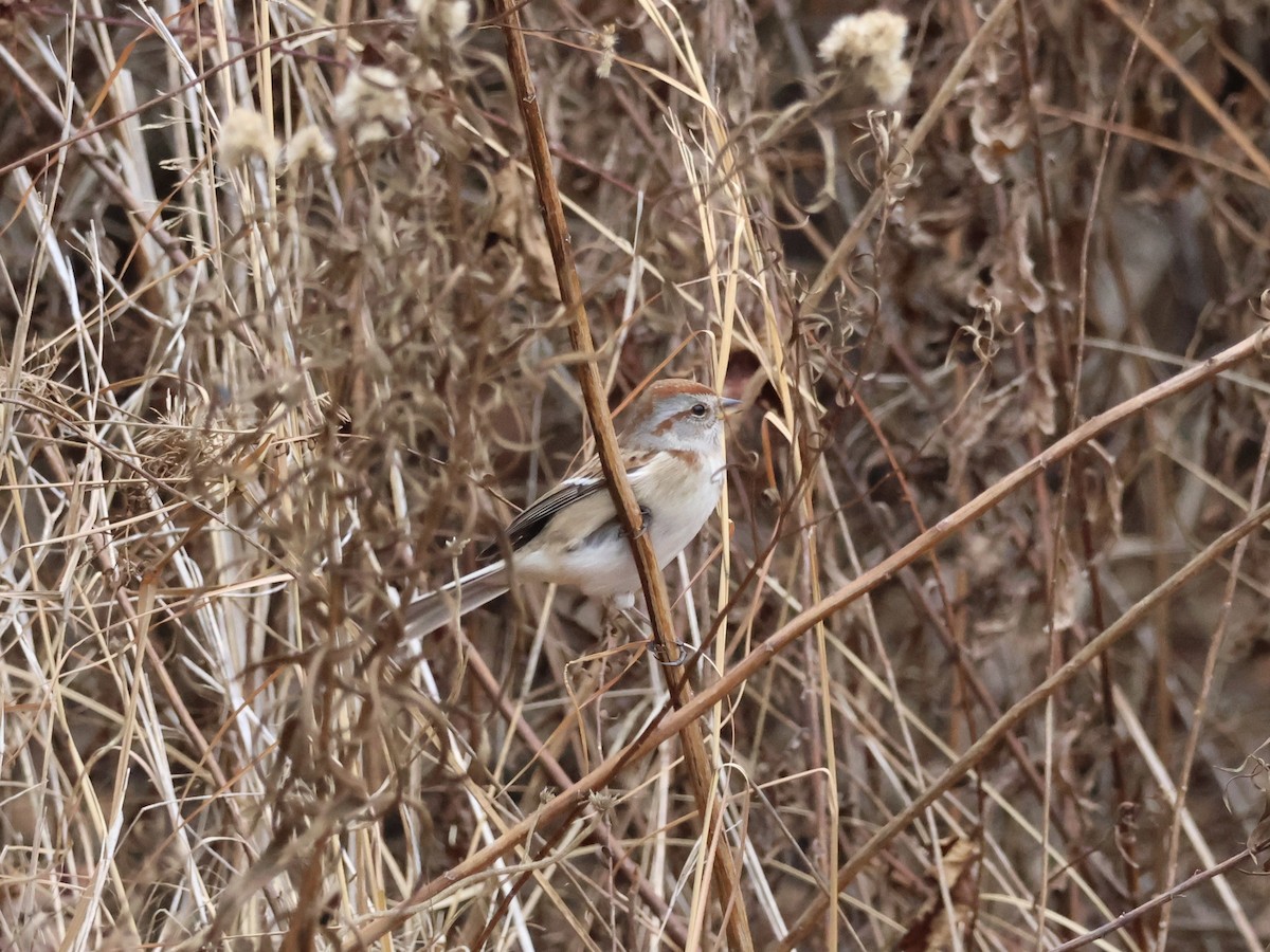 American Tree Sparrow - ML646866372