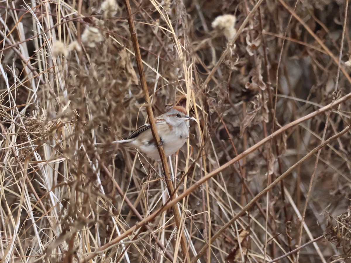 American Tree Sparrow - ML646866373