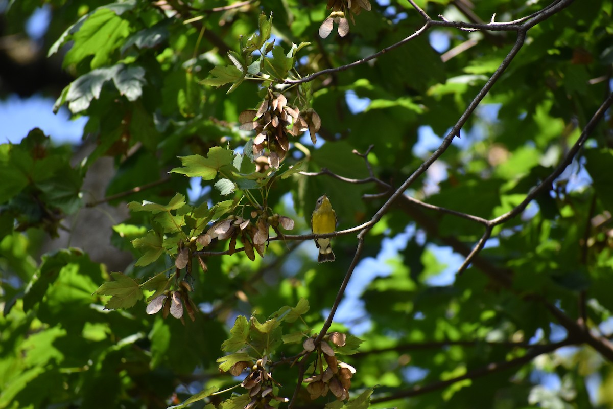 Magnolia Warbler - ML646866374