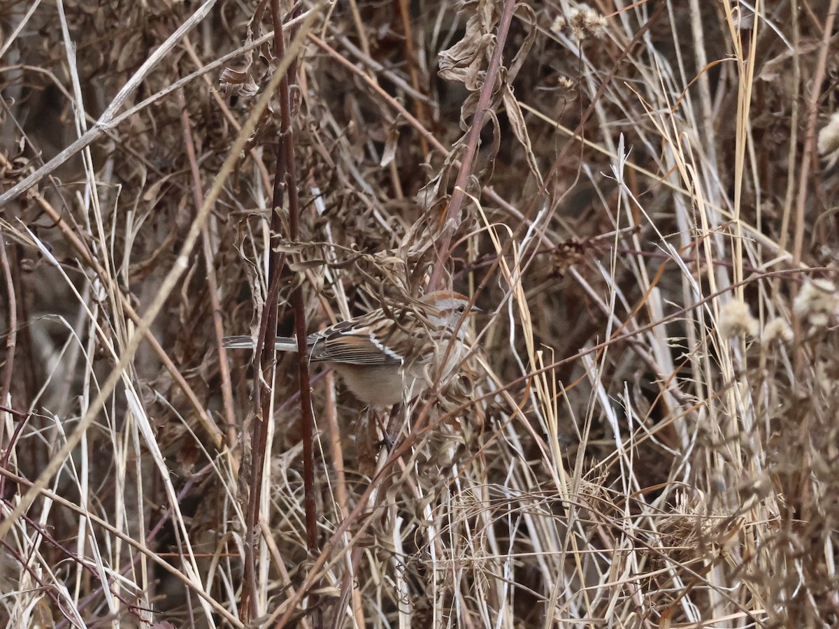 American Tree Sparrow - ML646866375