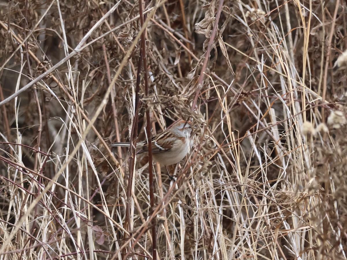 American Tree Sparrow - ML646866376