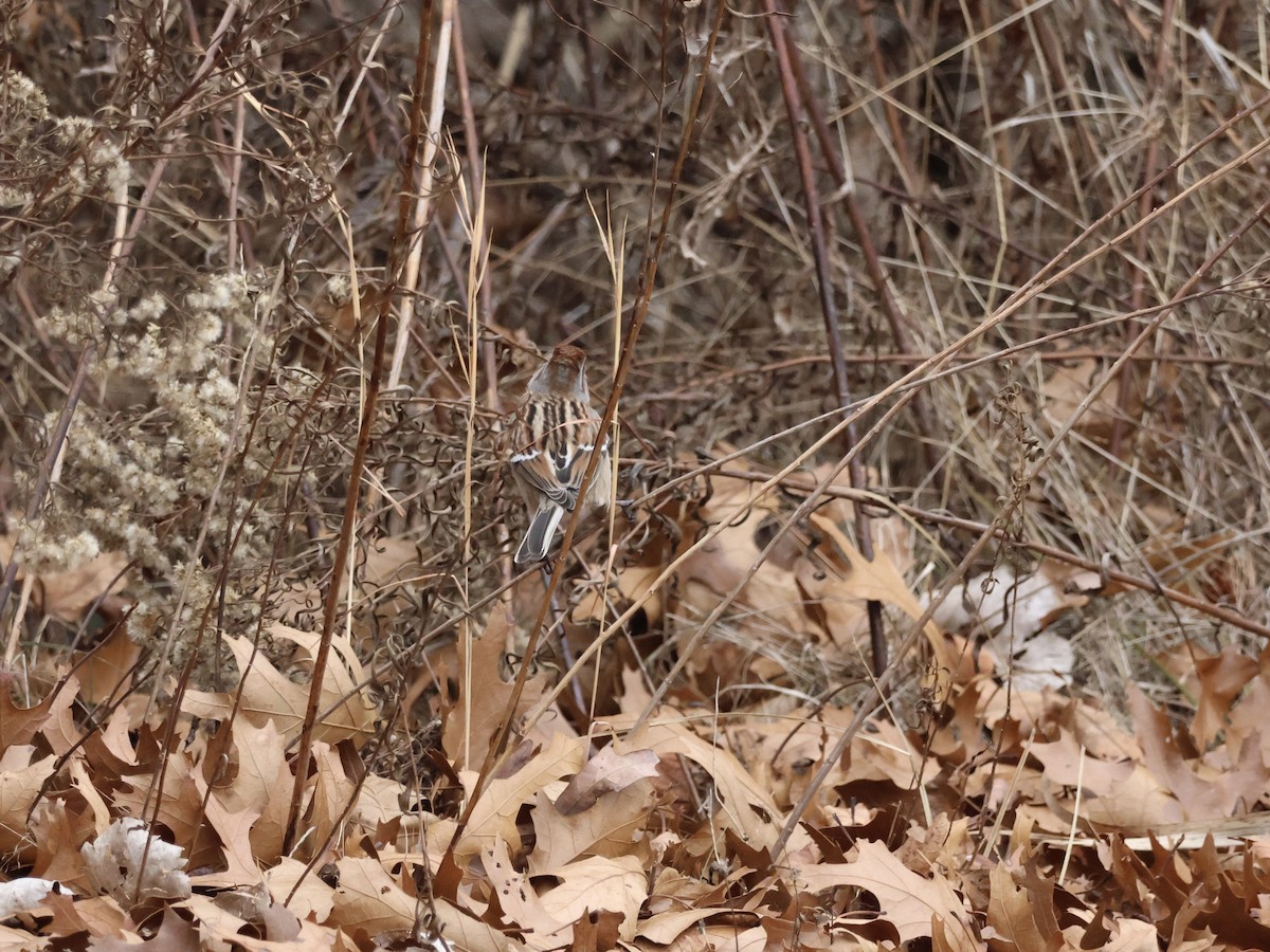 American Tree Sparrow - ML646866377