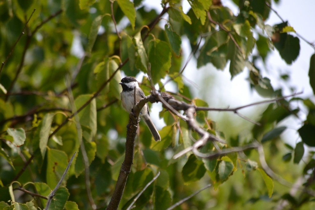 Black-capped Chickadee - ML646866378