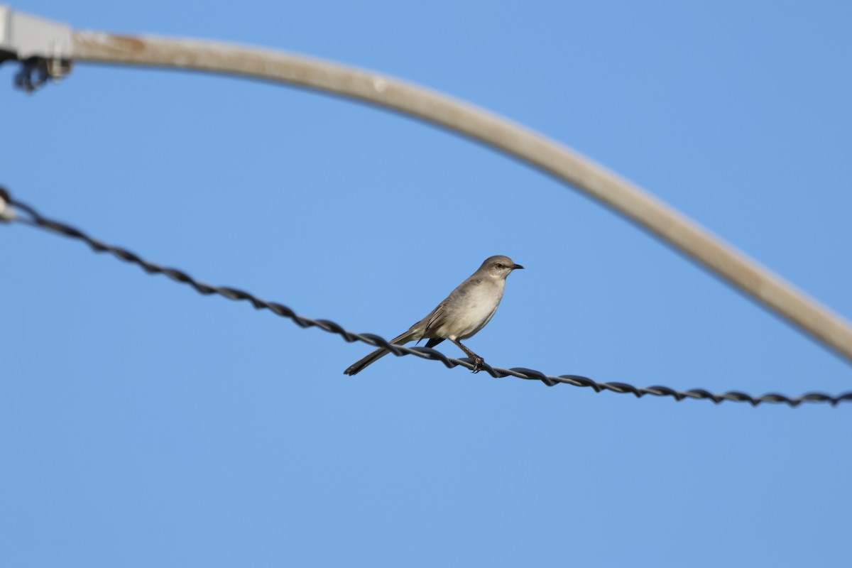 Northern Mockingbird - ML646866379