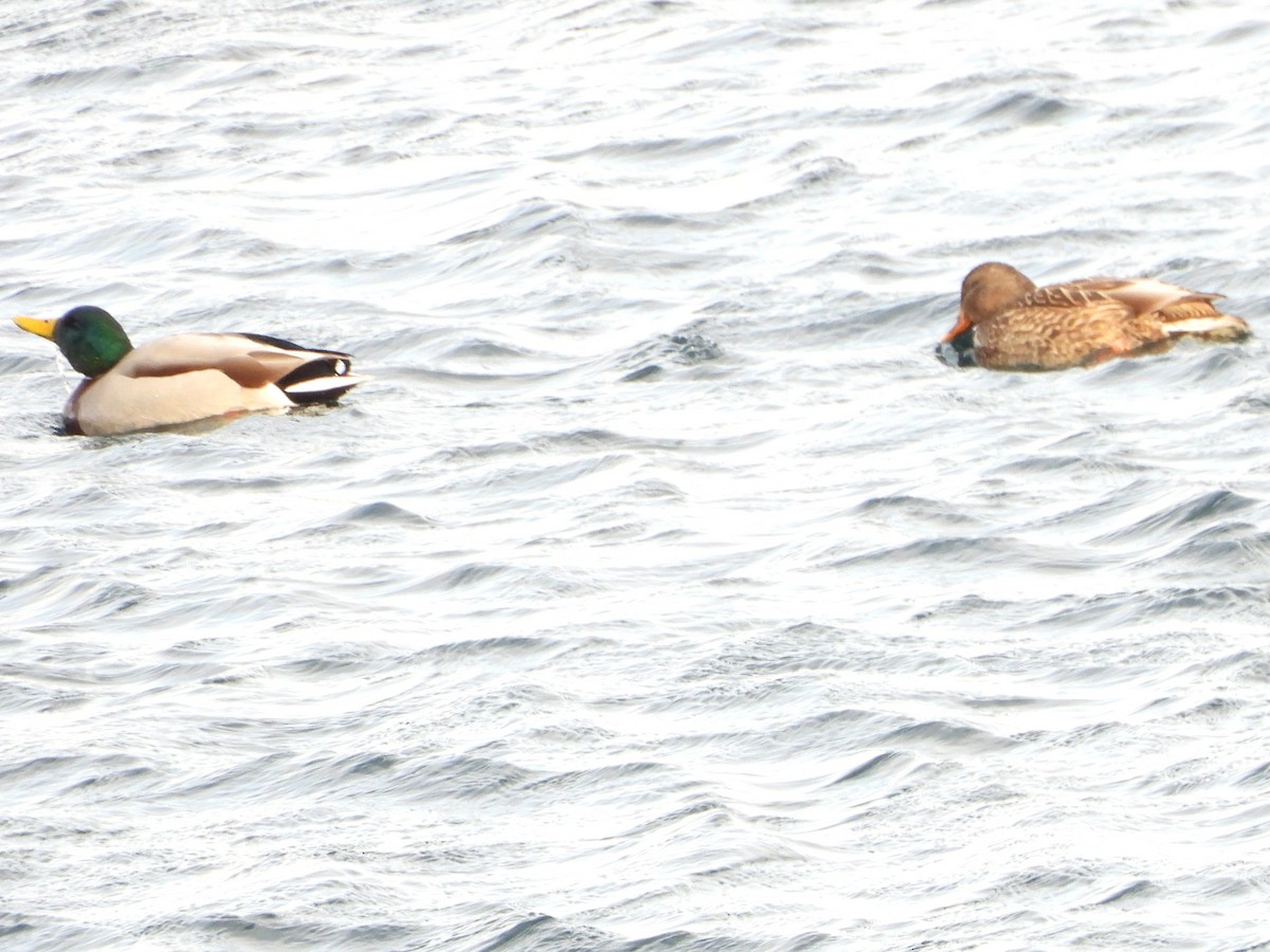 Mallard - ML646866382