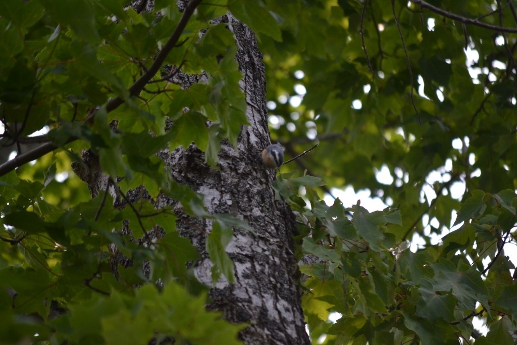 Red-breasted Nuthatch - ML646866383
