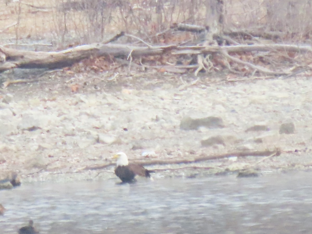 Bald Eagle - ML646866385