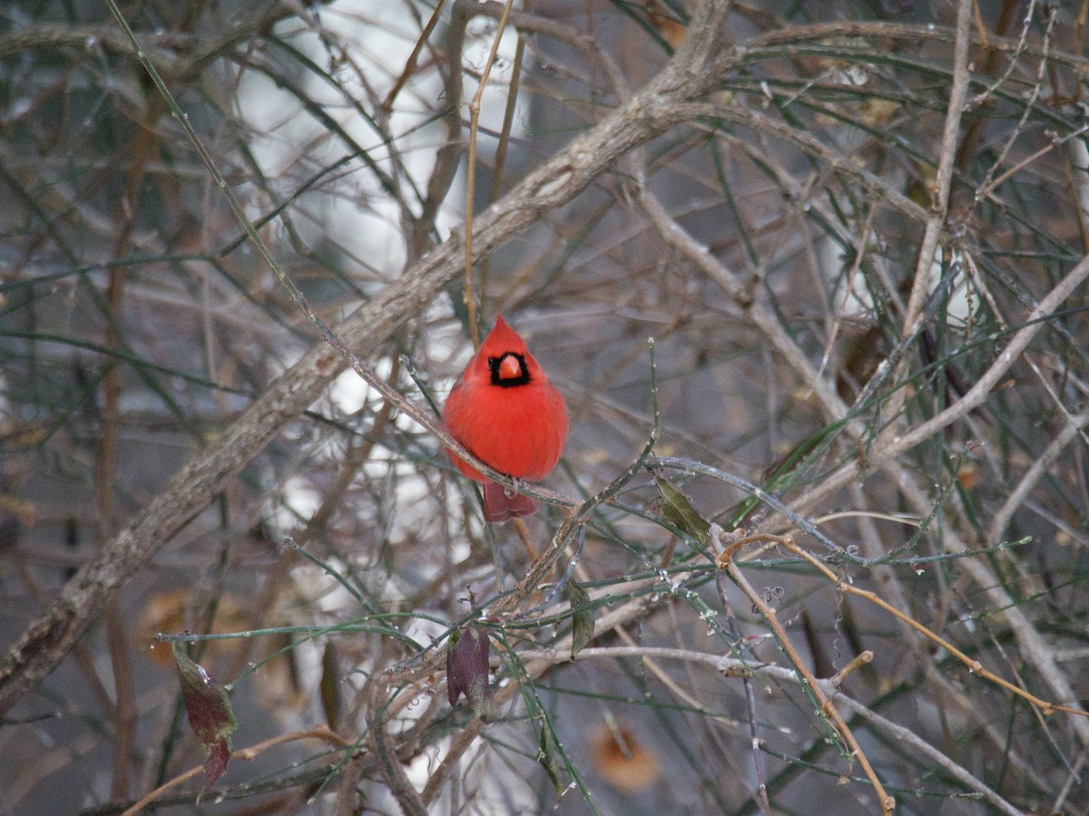 Northern Cardinal - ML646866389