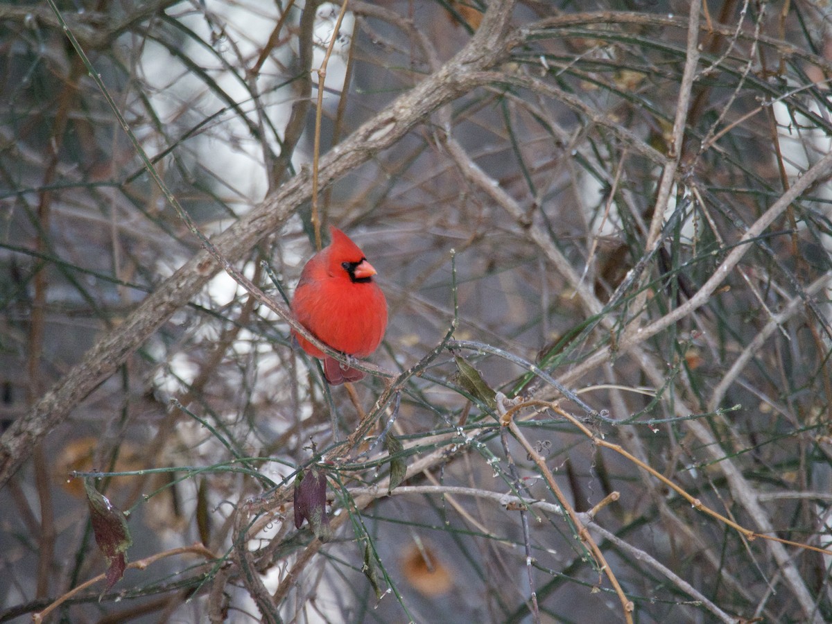 Northern Cardinal - ML646866390