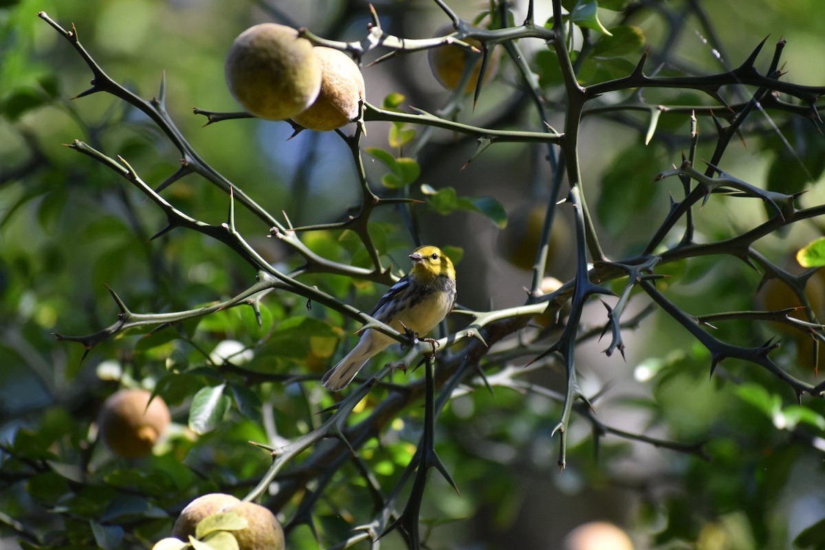 Black-throated Green Warbler - ML646866391
