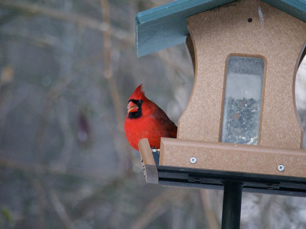 Northern Cardinal - ML646866392