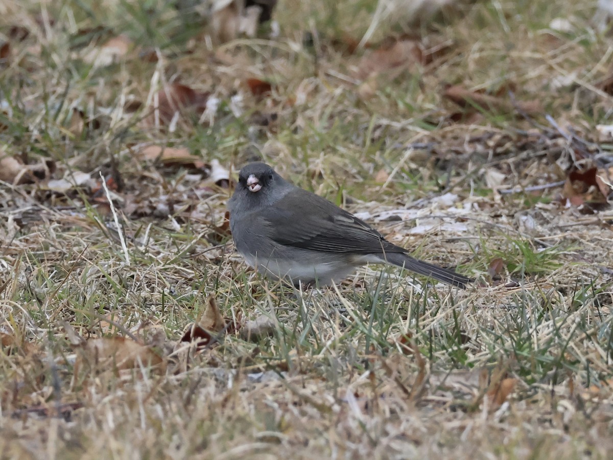Dark-eyed Junco - ML646866394
