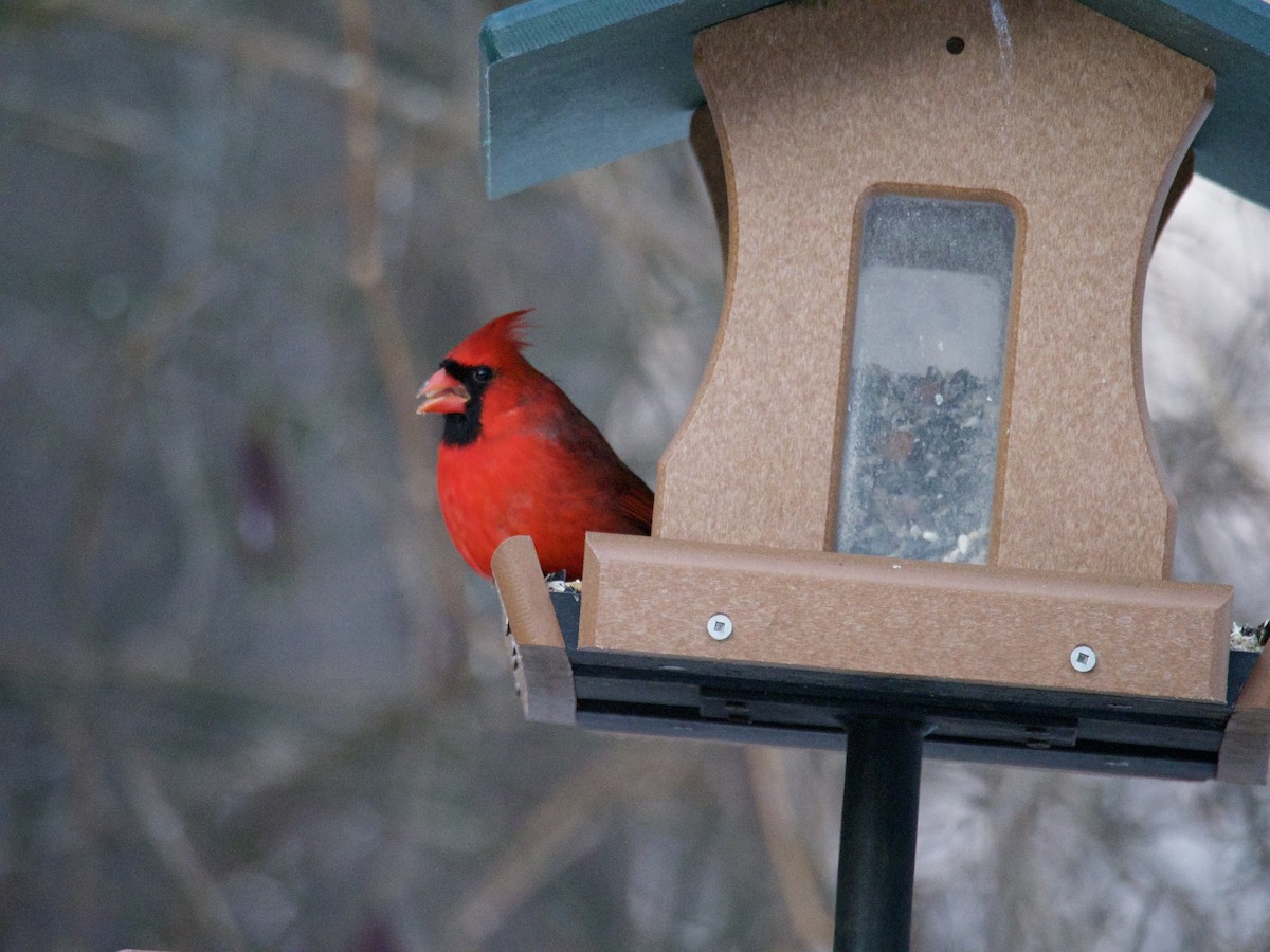 Northern Cardinal - ML646866395
